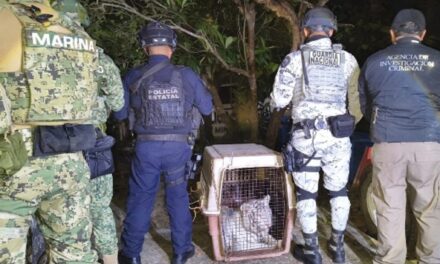 Aseguran tigre de bengala y equipo de vigilancia en operativo federal en Coatzintla